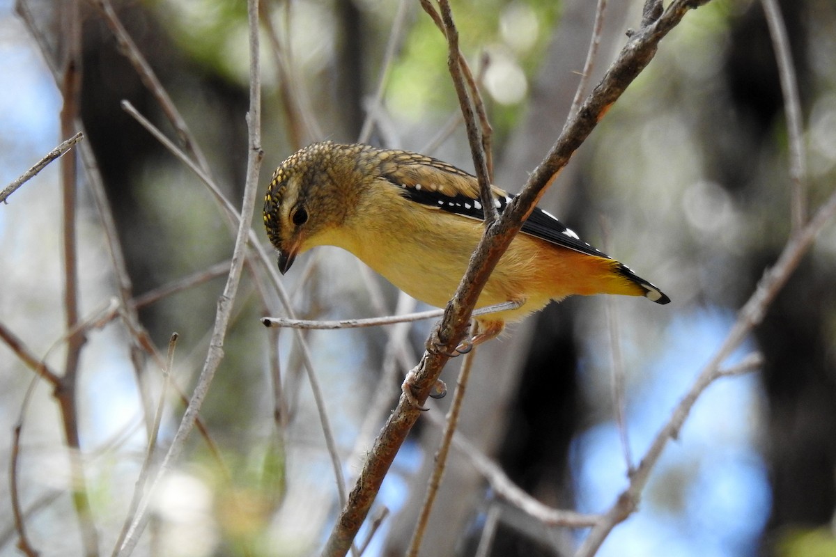 Spotted Pardalote - ML618308900
