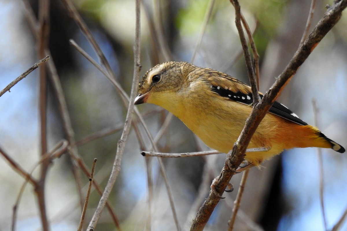 Spotted Pardalote - ML618308901