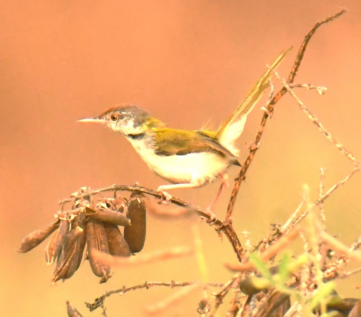 Common Tailorbird - Mohanan Choron