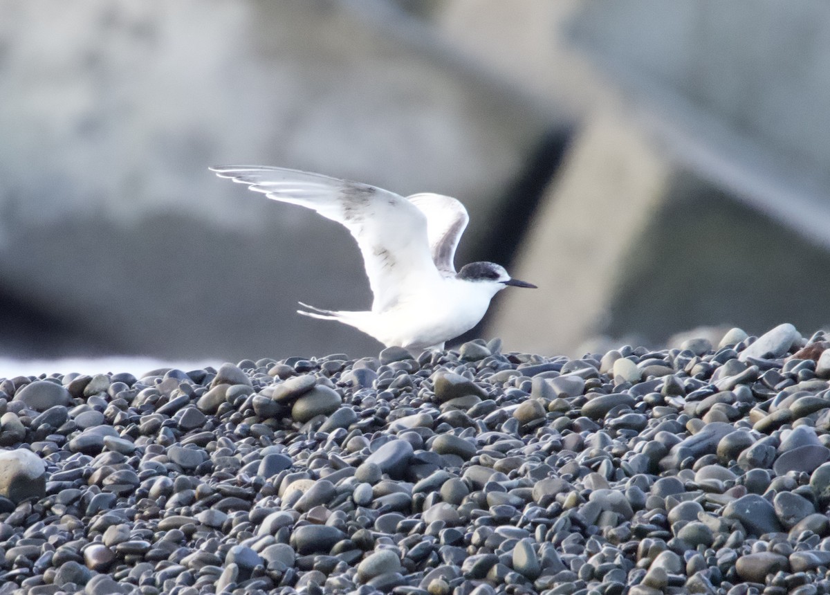 White-fronted Tern - ML618308906