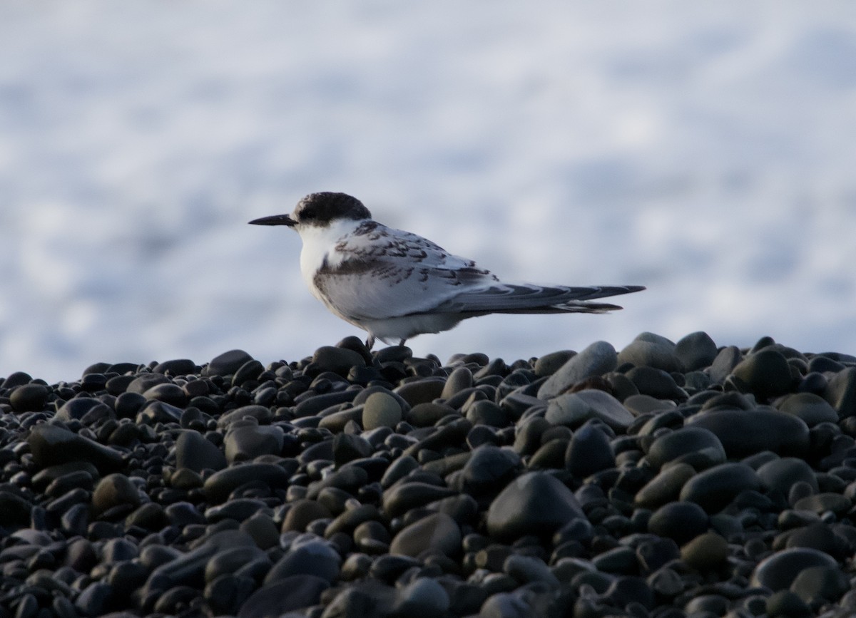 White-fronted Tern - ML618308909