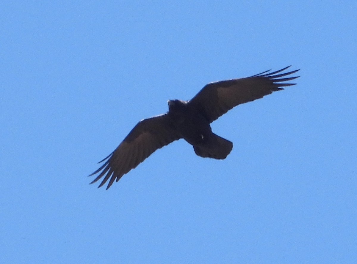 Common Raven - ML618308911