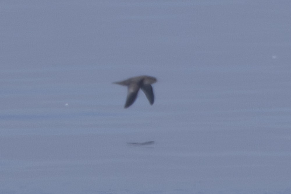 Short-tailed Shearwater - Ron` Waters