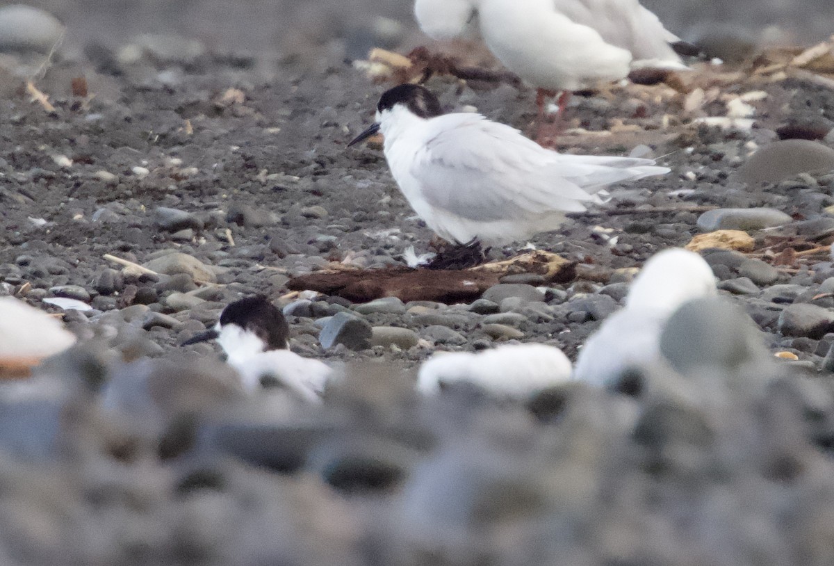 White-fronted Tern - ML618308930
