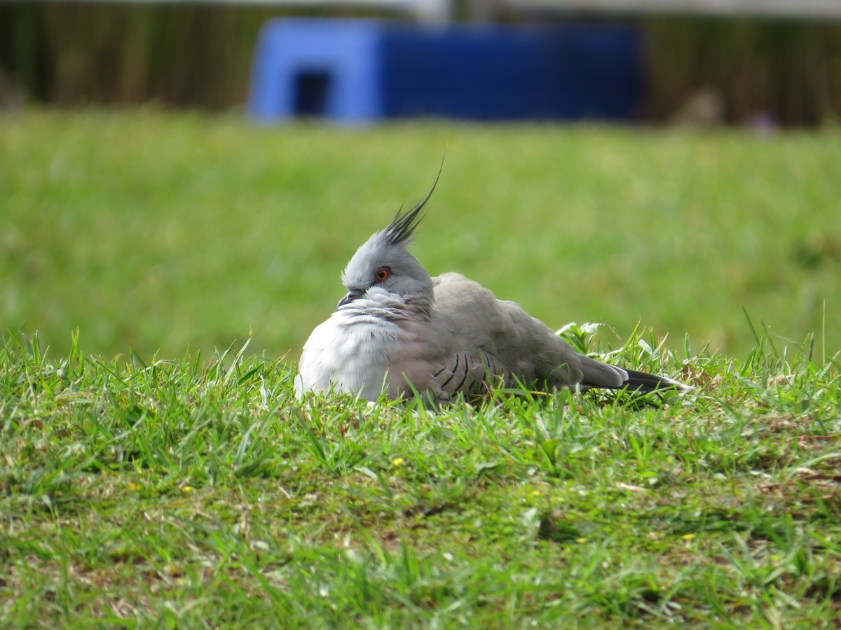 Crested Pigeon - ML618308938
