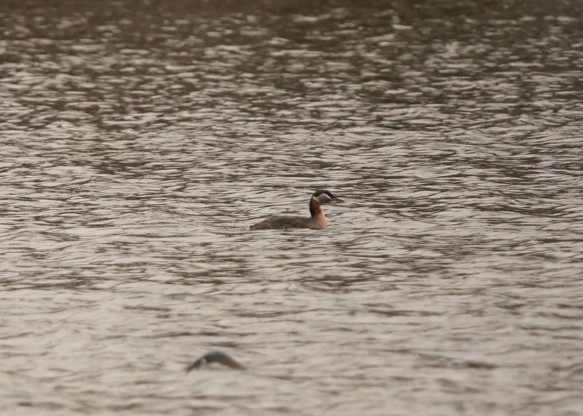 Red-necked Grebe - ML618308941