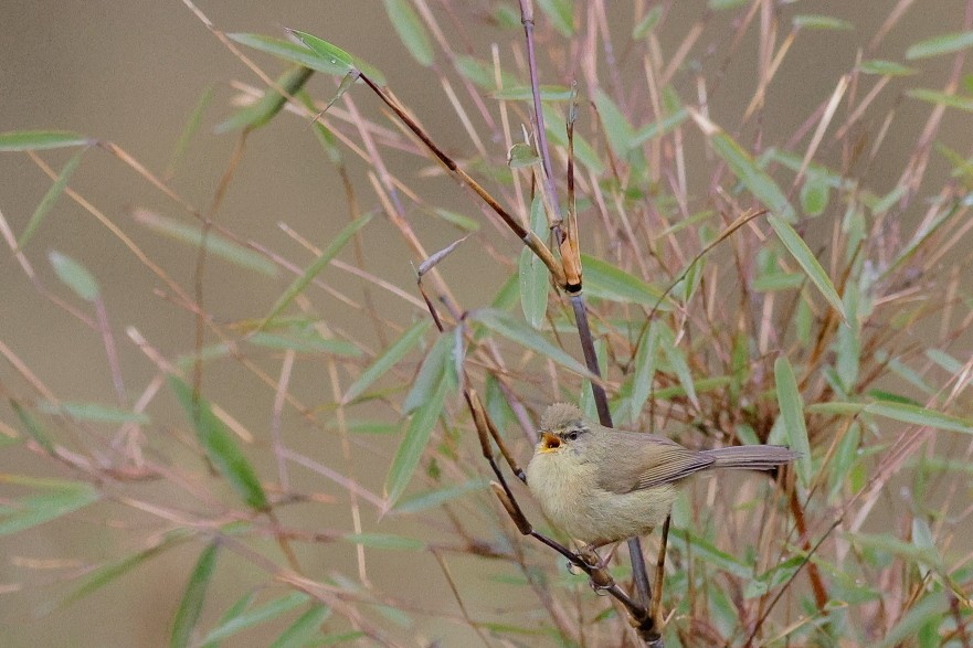 Aberrant Bush Warbler - Manjusha Savant
