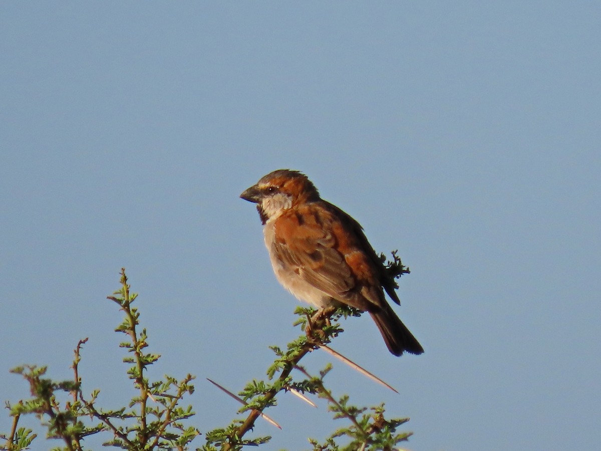 Great Rufous Sparrow - ML618308964