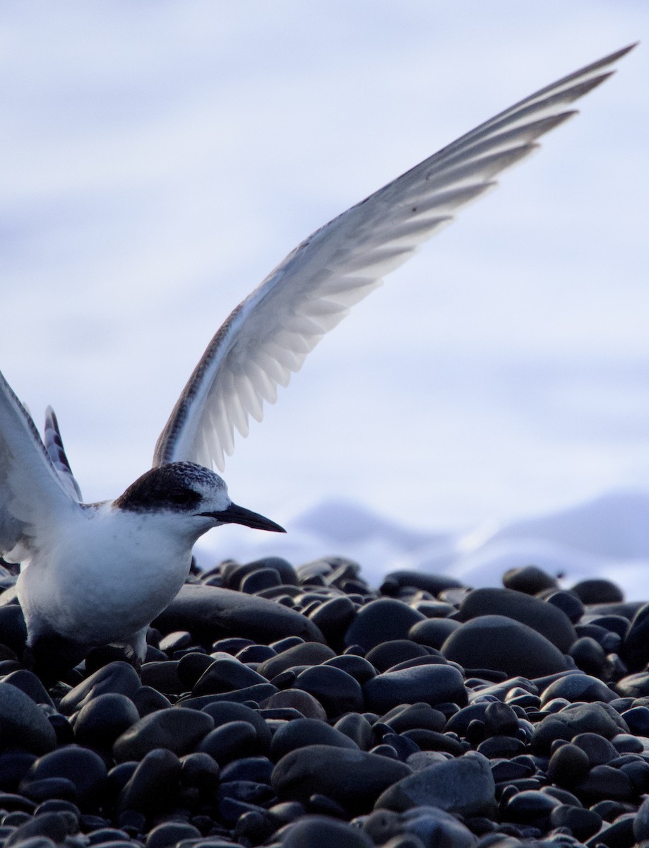 White-fronted Tern - ML618308997