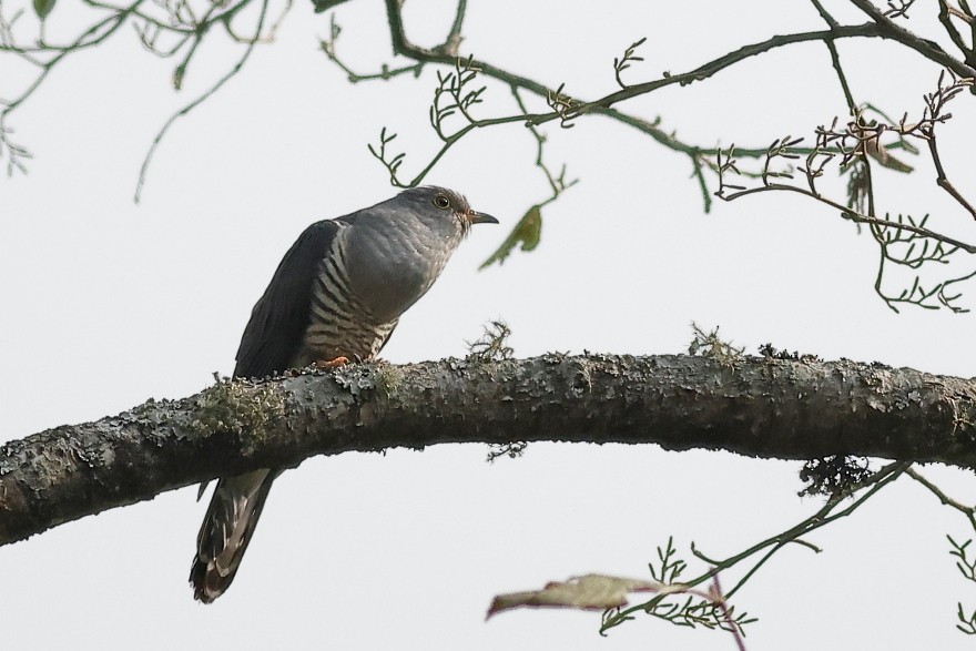 Himalayan Cuckoo - Manjusha Savant