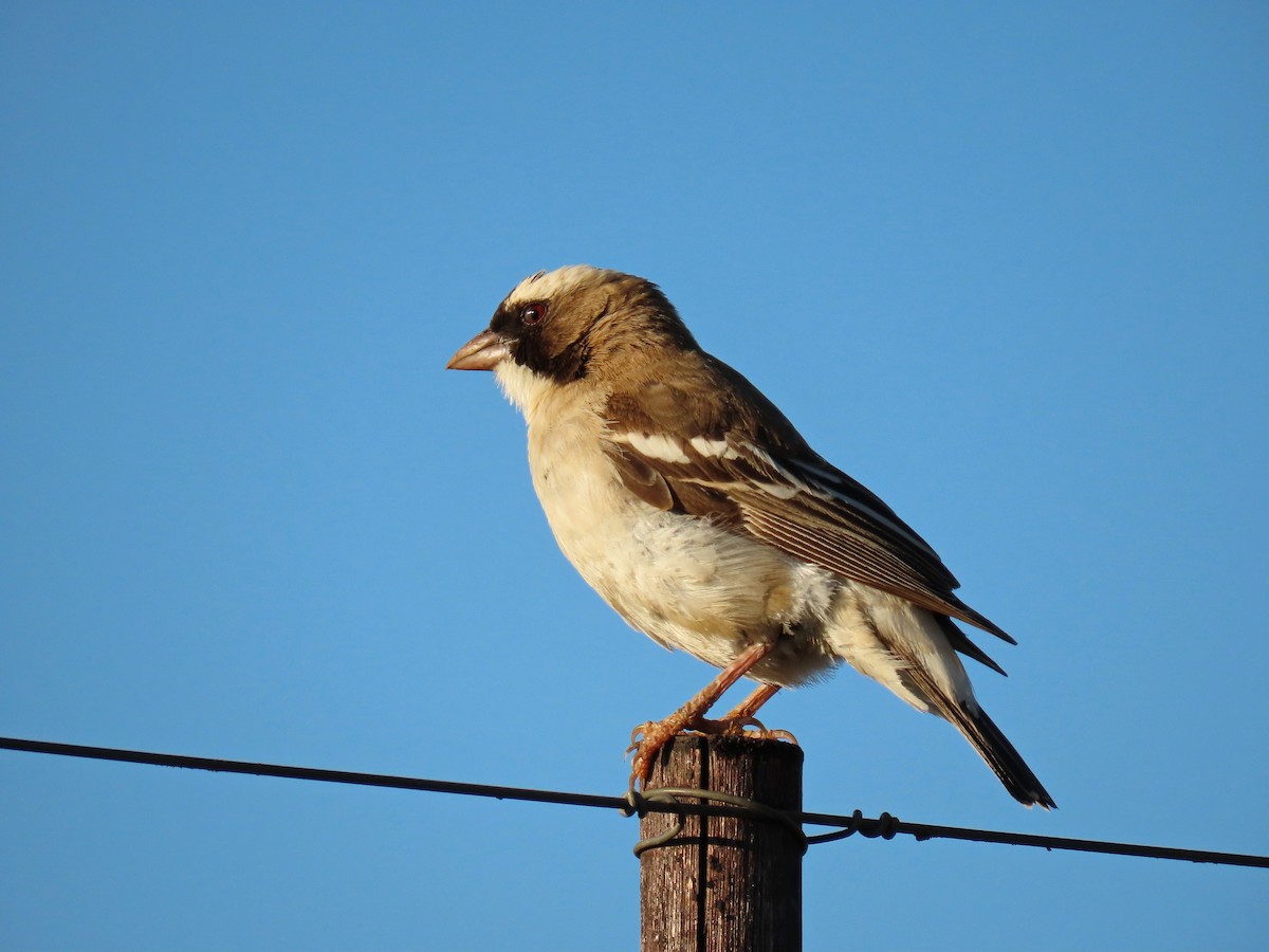 White-browed Sparrow-Weaver - ML618309023