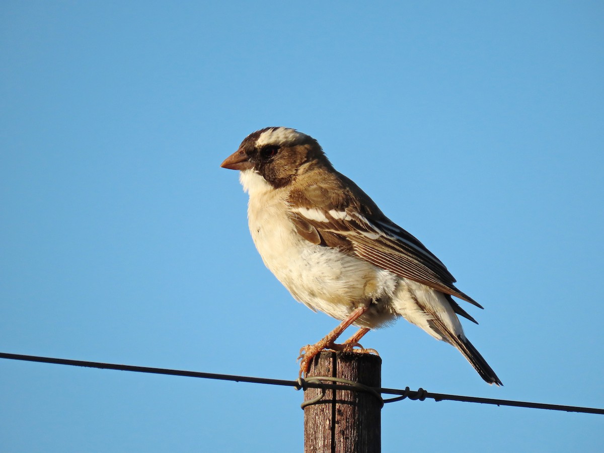 White-browed Sparrow-Weaver - ML618309024