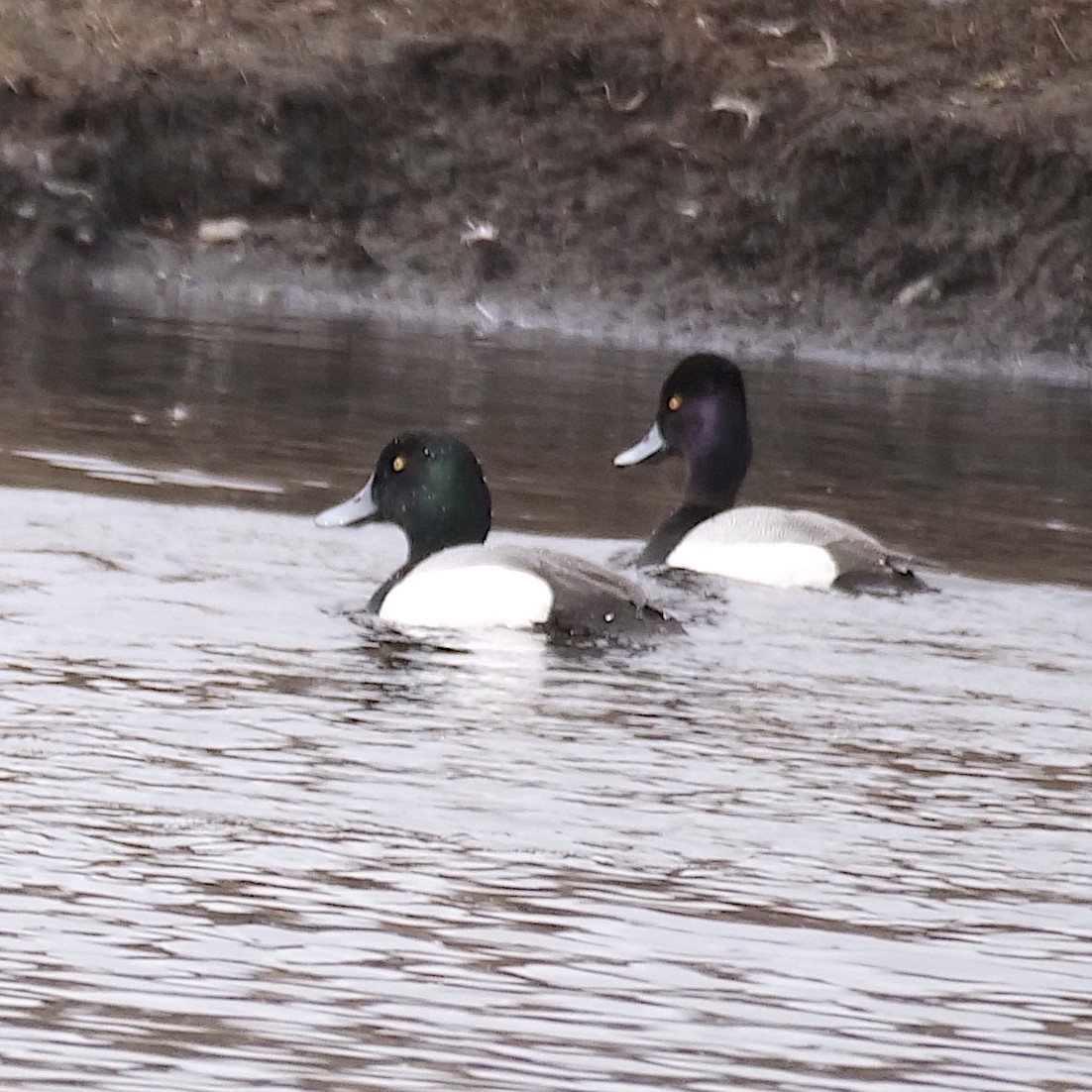 Greater Scaup - ML618309026