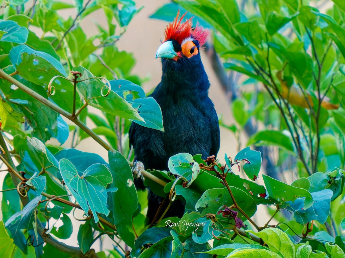 Red-crested Malkoha - ML618309041