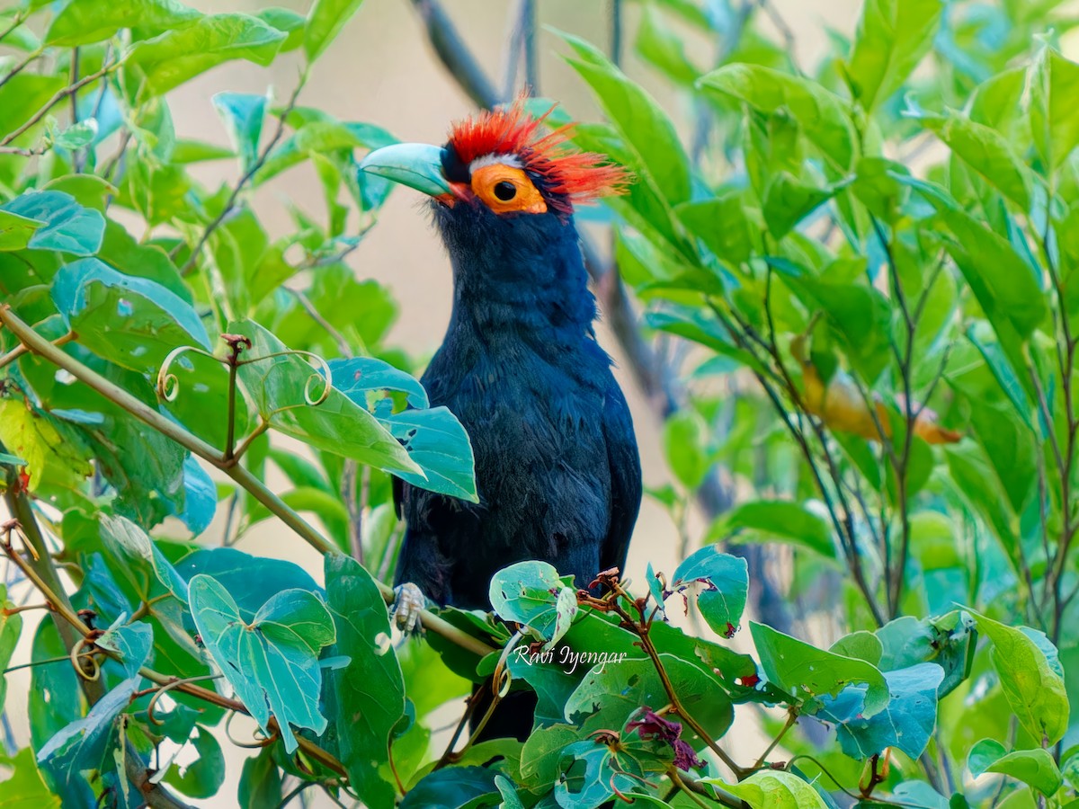 Red-crested Malkoha - ML618309043