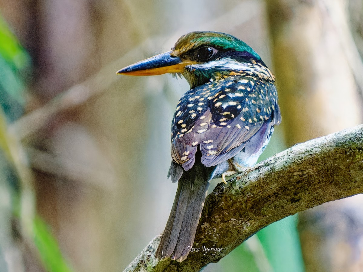 Spotted Kingfisher - ML618309051