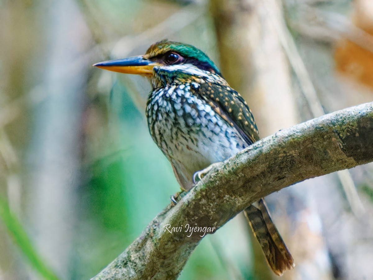 Spotted Kingfisher - ML618309053