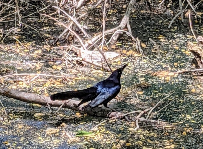 Great-tailed Grackle - Norma Miller