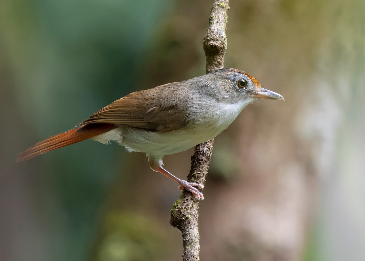 Scaly-crowned Babbler - ML618309084