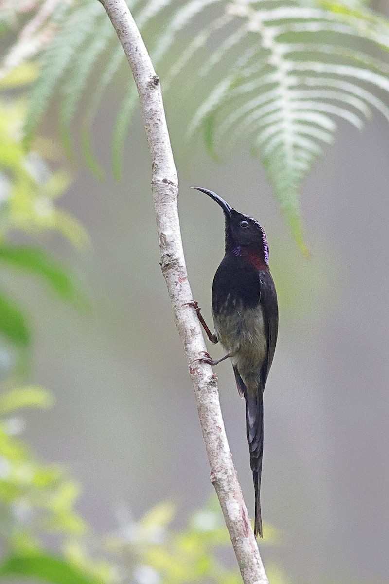 Black-throated Sunbird - ML618309087