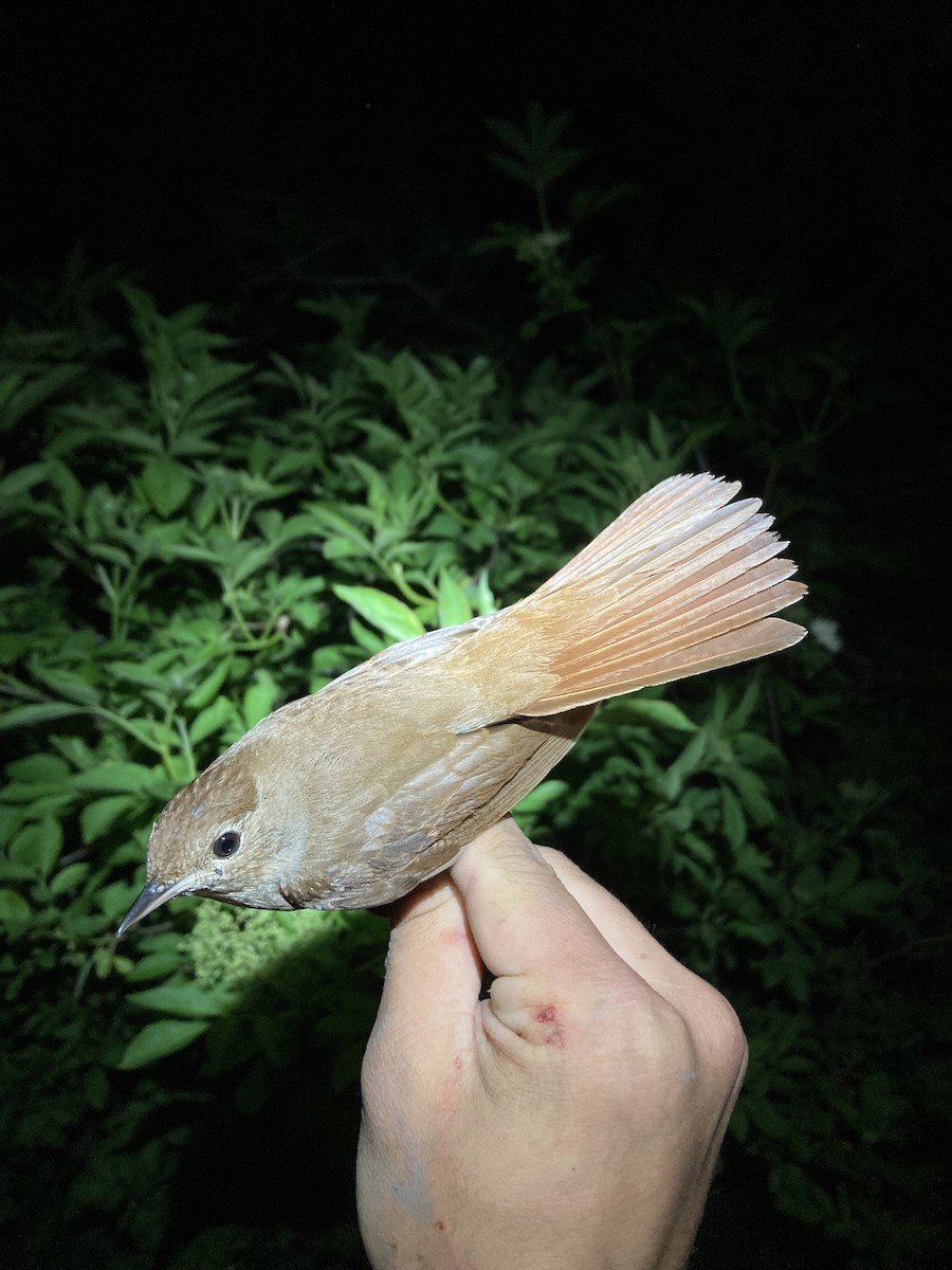 Common Nightingale - ML618309096
