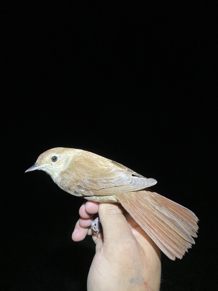 Common Nightingale - ML618309097