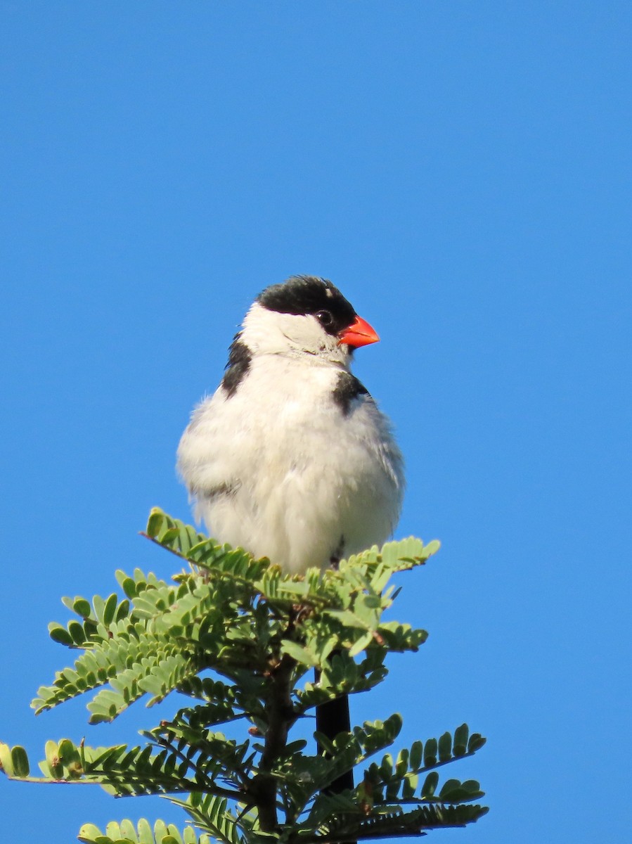 Pin-tailed Whydah - ML618309108
