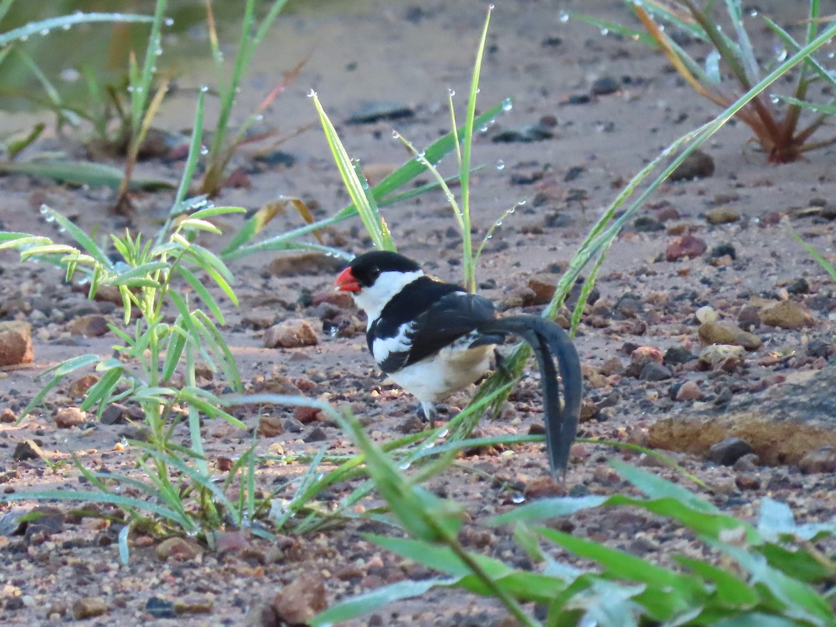Pin-tailed Whydah - ML618309109