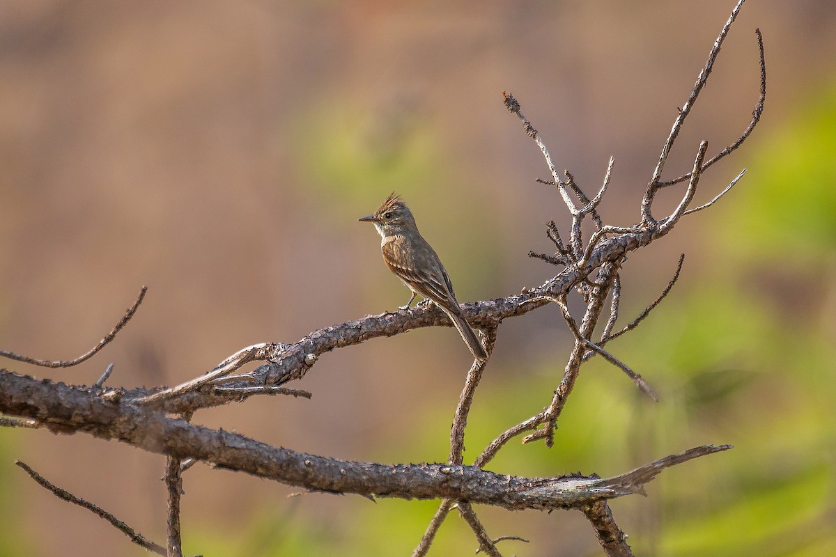 Greater Pewee - ML618309116