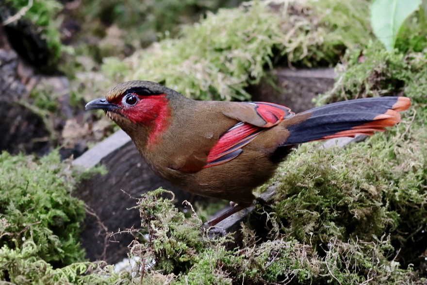 Red-faced Liocichla - ML618309119