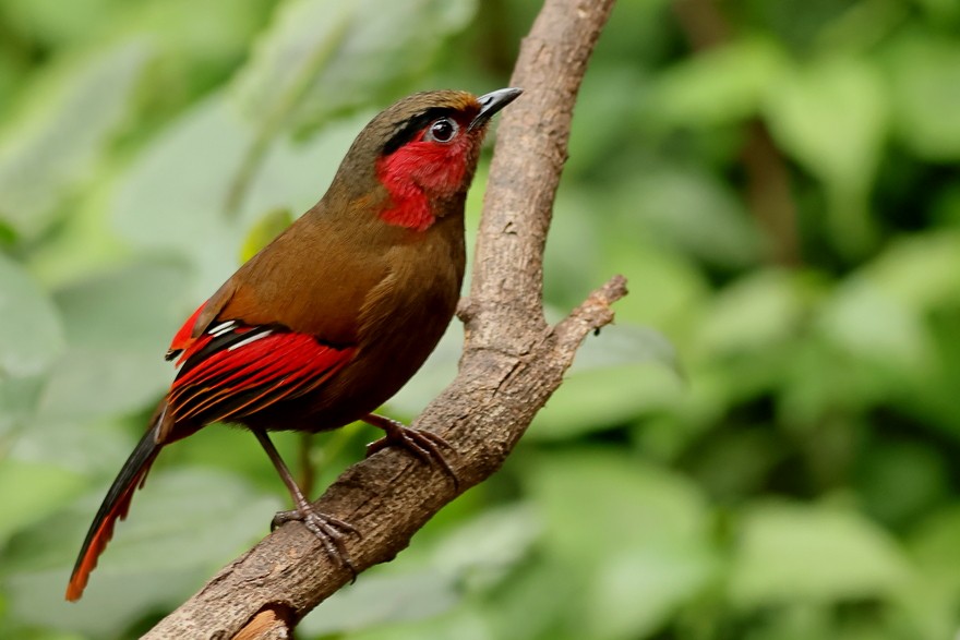 Red-faced Liocichla - ML618309120