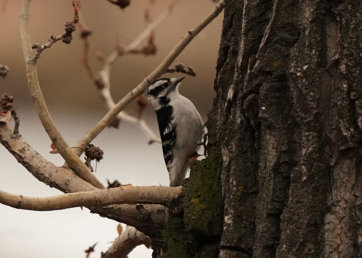 Downy Woodpecker - ML618309135