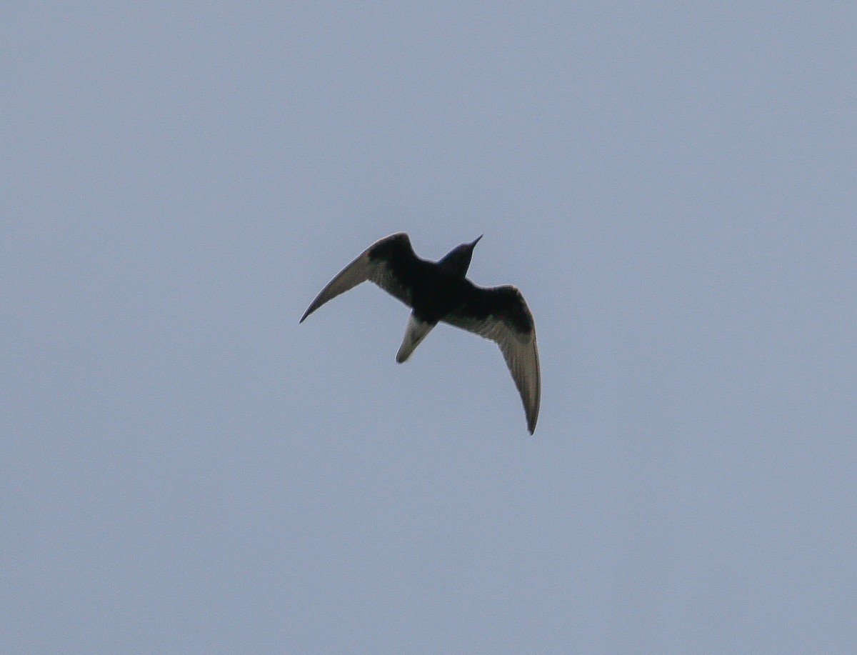 White-winged Tern - ML618309151