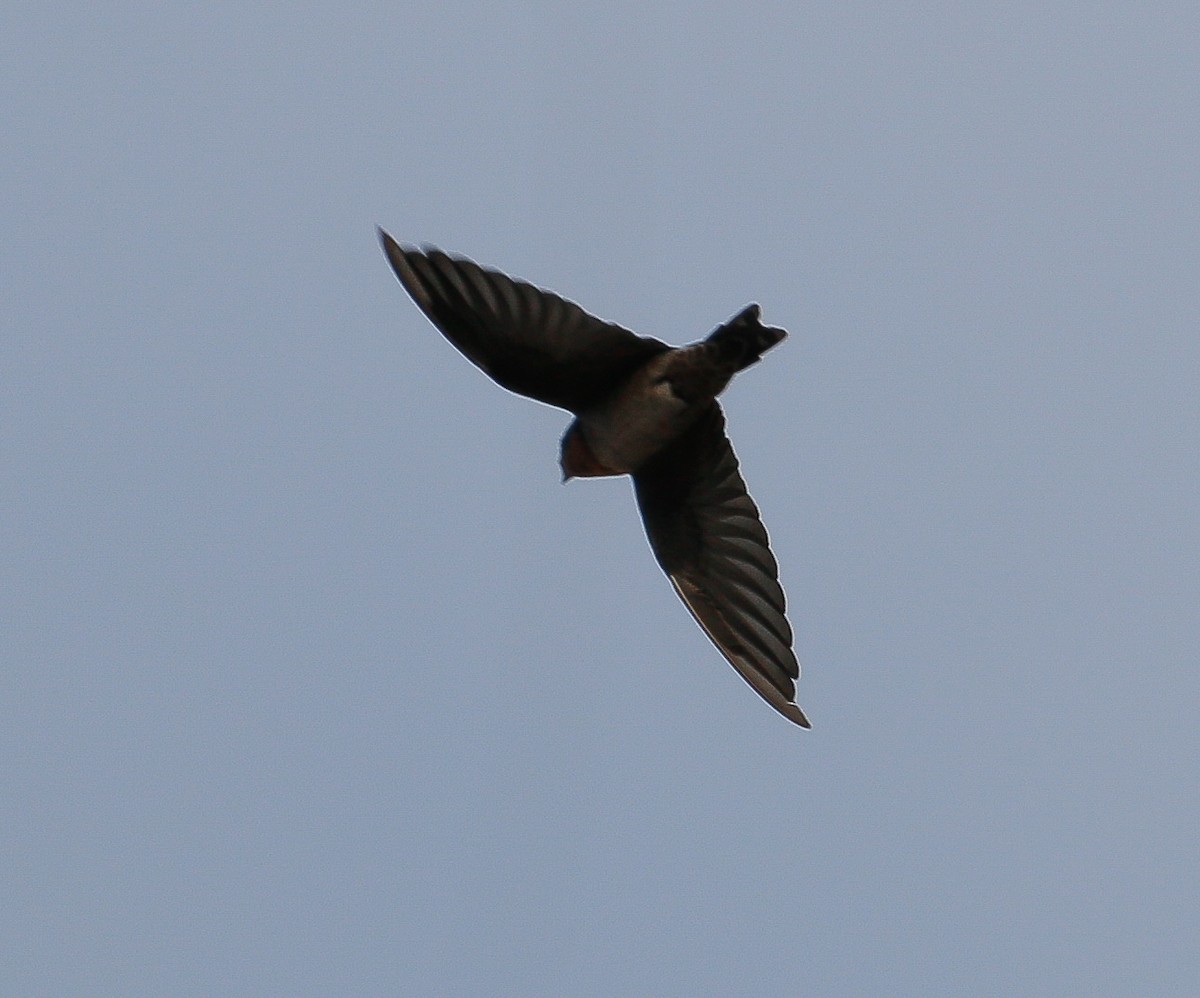 Pacific Swallow - ML618309167