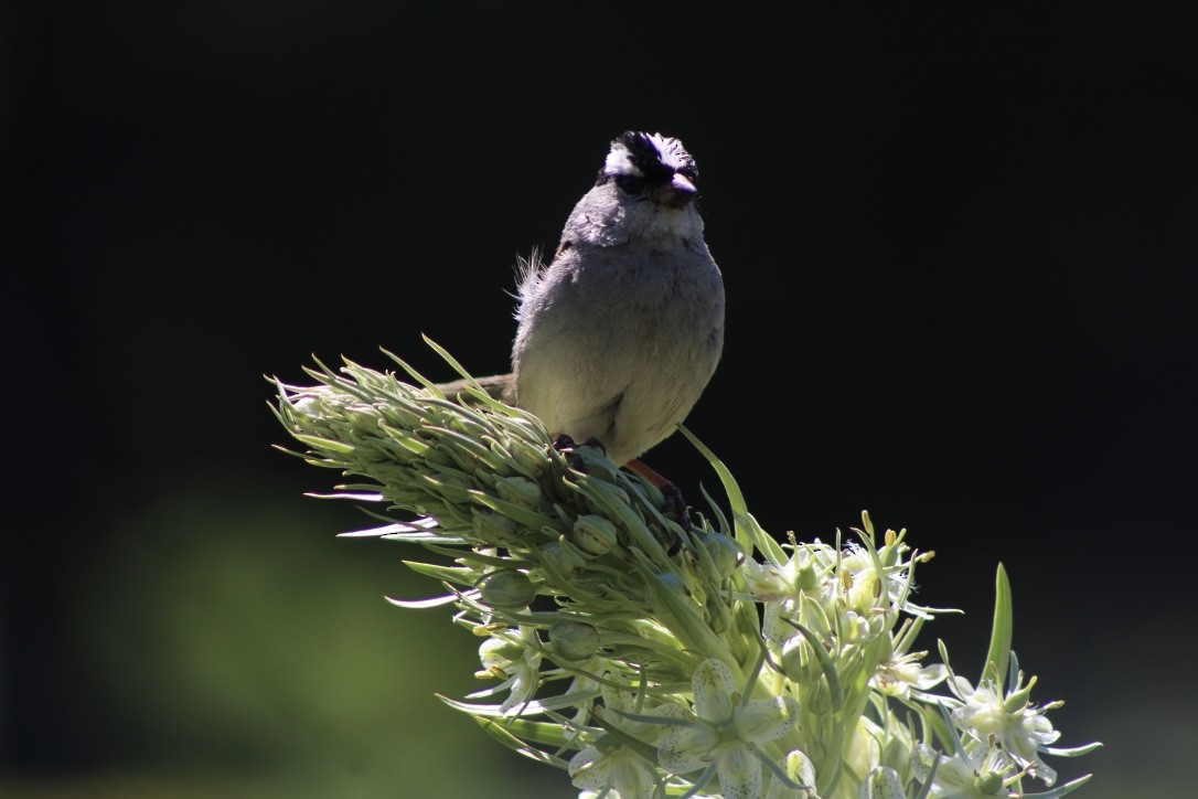 White-crowned Sparrow - ML618309190