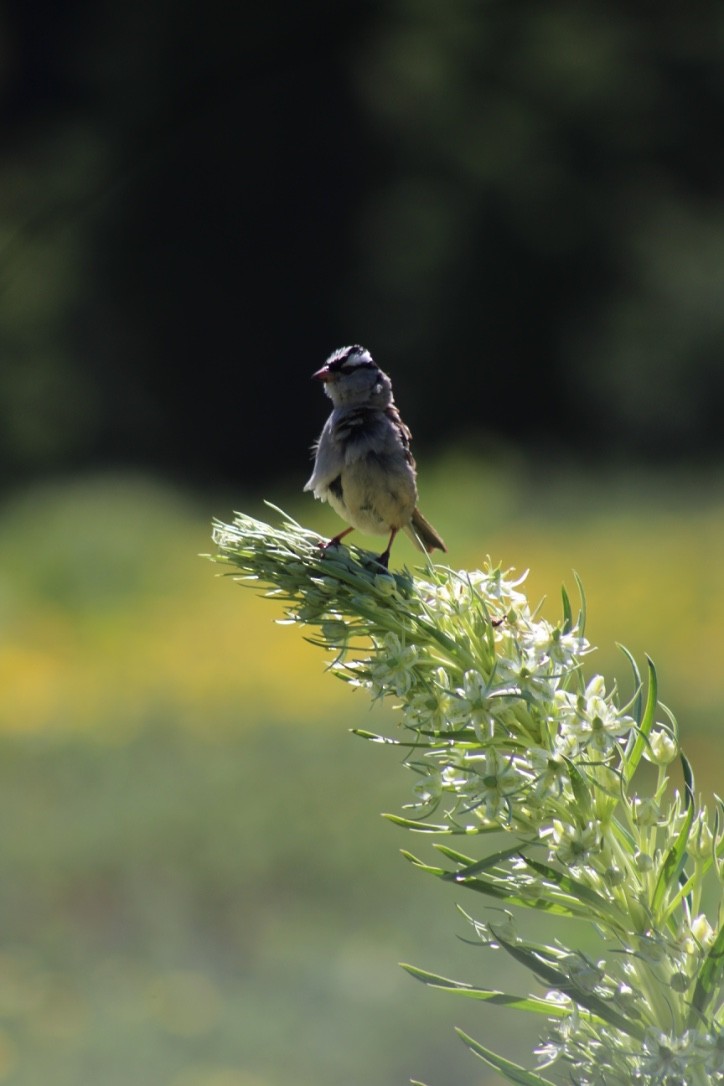White-crowned Sparrow - Emily Denker