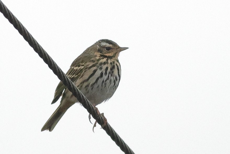 Olive-backed Pipit - ML618309200