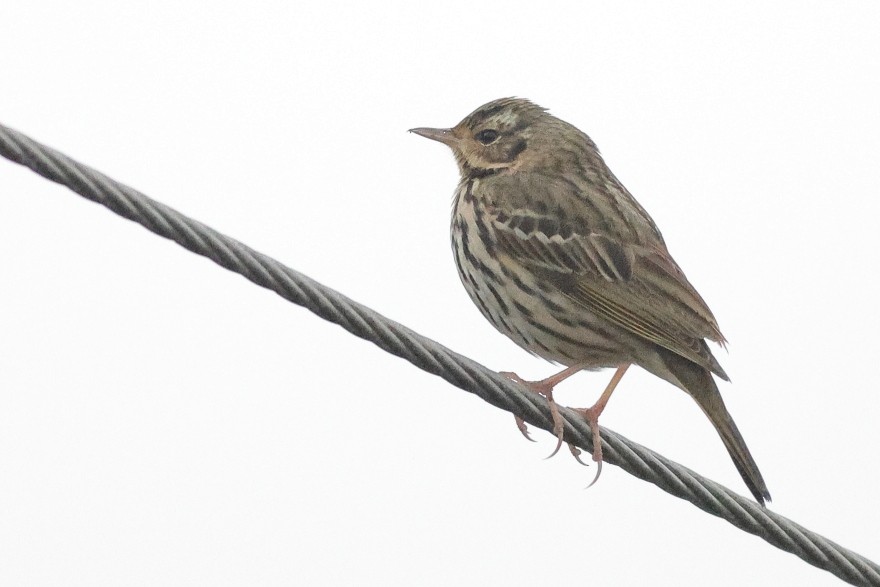 Olive-backed Pipit - ML618309201