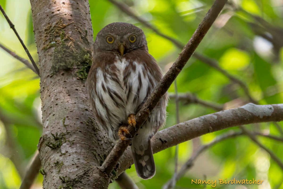 Tamaulipas Pygmy-Owl - ML618309211