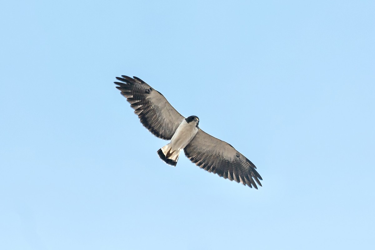 White-tailed Hawk - ML618309214