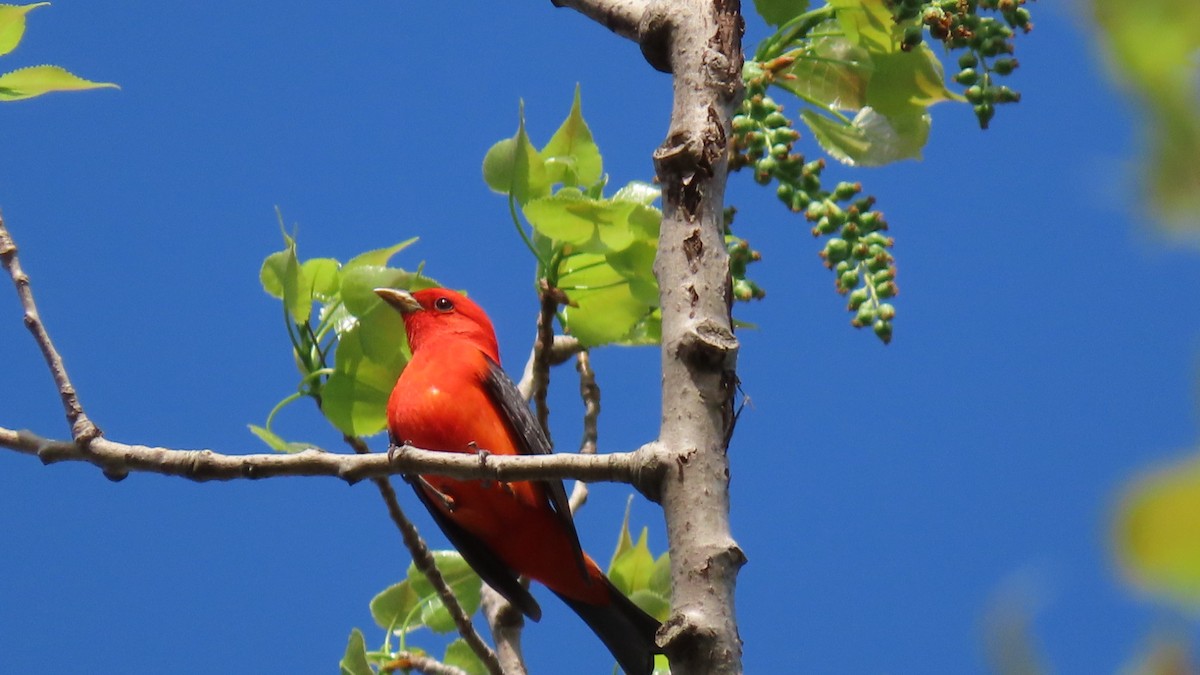 Scarlet Tanager - ML618309230