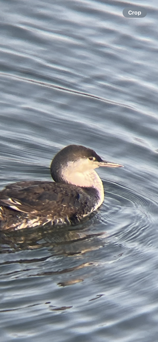 Red-throated Loon - ML618309267