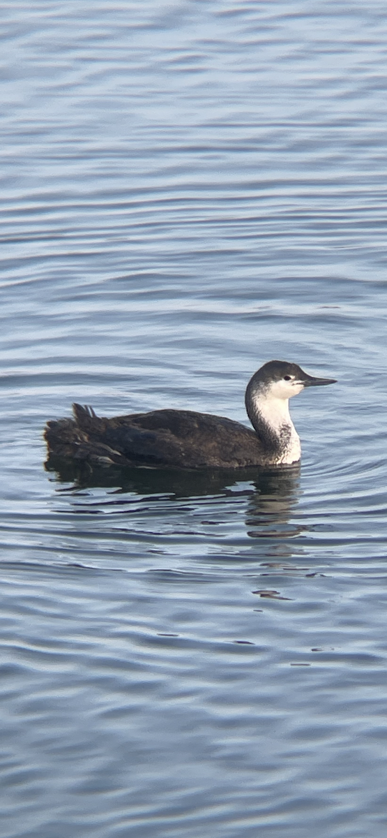 Red-throated Loon - ML618309269