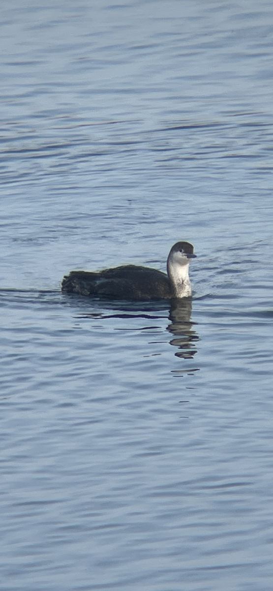 Red-throated Loon - ML618309270