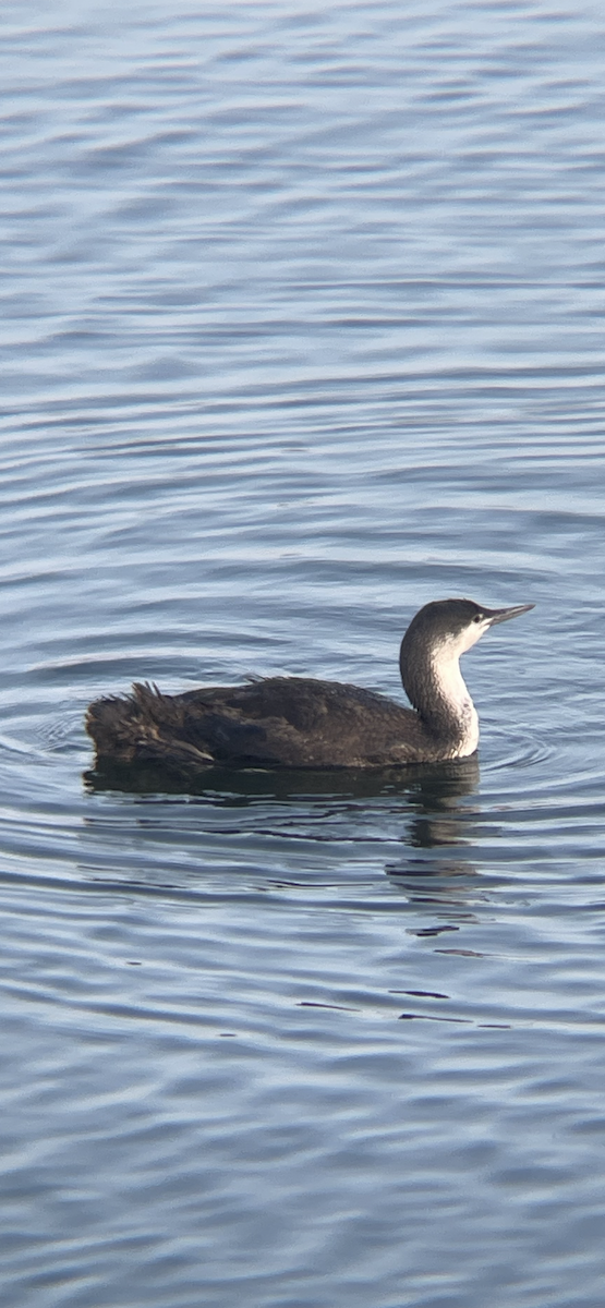 Red-throated Loon - ML618309271