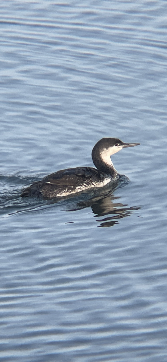 Red-throated Loon - ML618309272