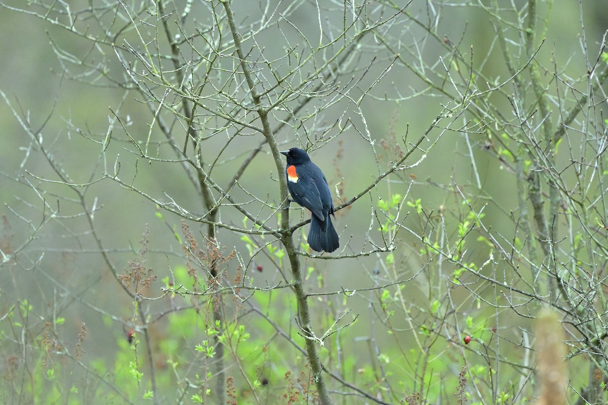 Red-winged Blackbird - ML618309274