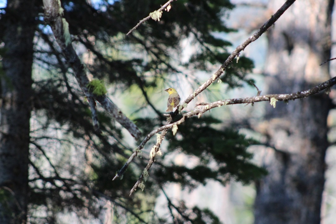 Western Tanager - ML618309292