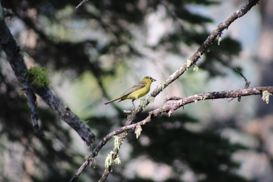 Western Tanager - ML618309294
