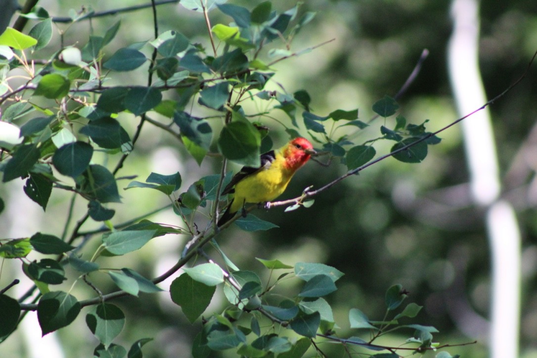 Western Tanager - ML618309296